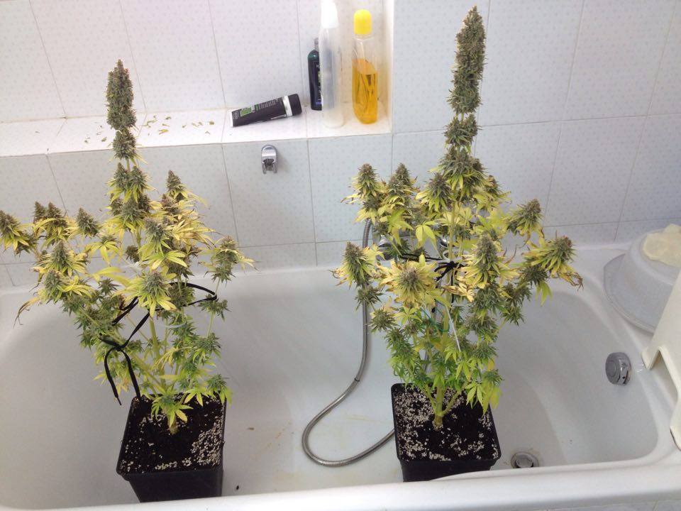 cbd critical mass george greese